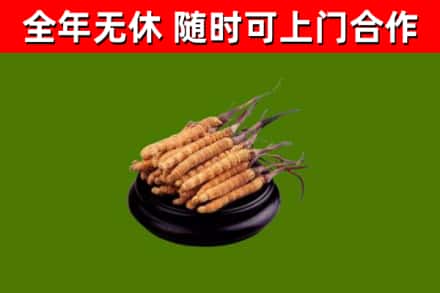 河口县烟酒回收冬虫夏草.jpg